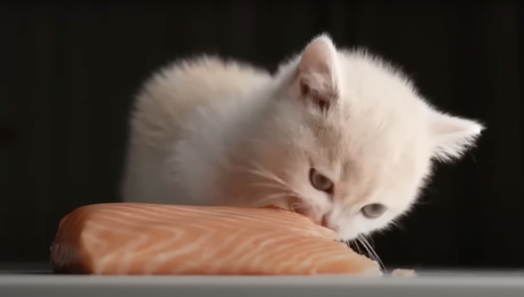 important:-a-cat-eating-salmon-to-the-doom-soundtrack